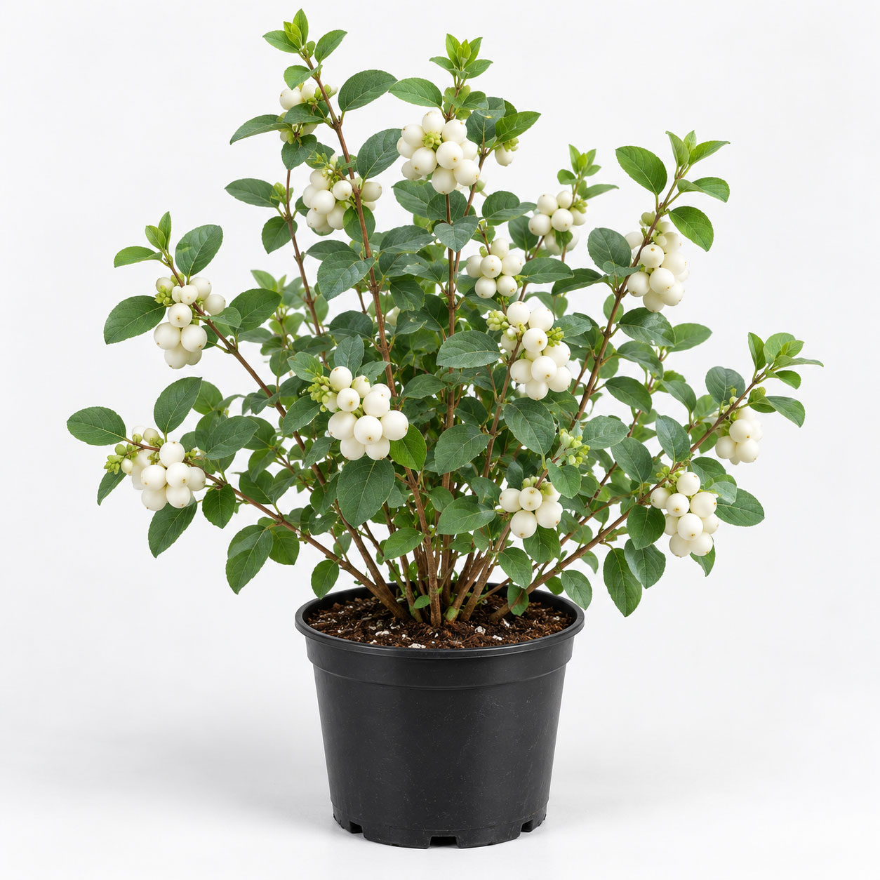 نهال مروارید درختی سفید Snow berry